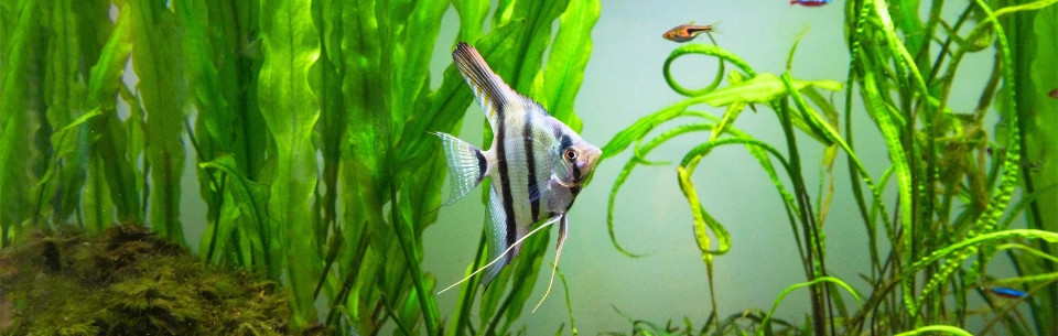 Živé baktérie do akvária