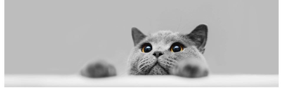 Baktérie do podstielky pre mačky, hlodavce a vtáky