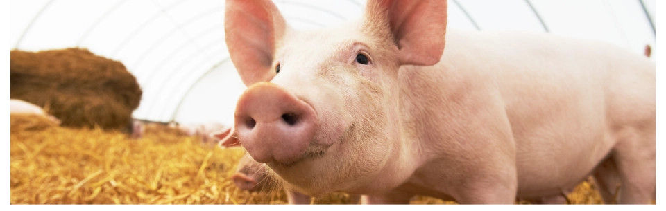 Baktérie pre podstielkový chov zvierat na farmách