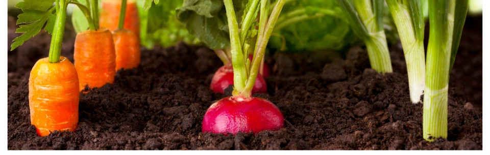 Baktérie pre pestovanie rastlín a kvetov